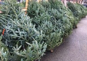 Where to Find a Real Christmas Tree in Calgary - SavvyMom